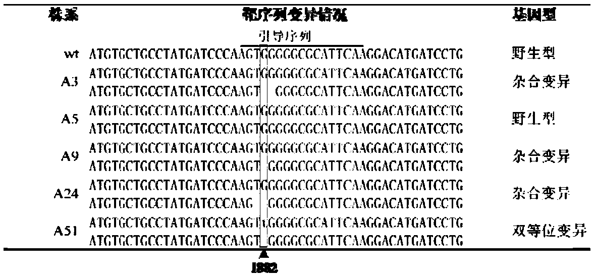Applications of ALS (acetolactate synthase) mutant type protein based on gene editing technology and ALS mutant type protein gene in plant breeding