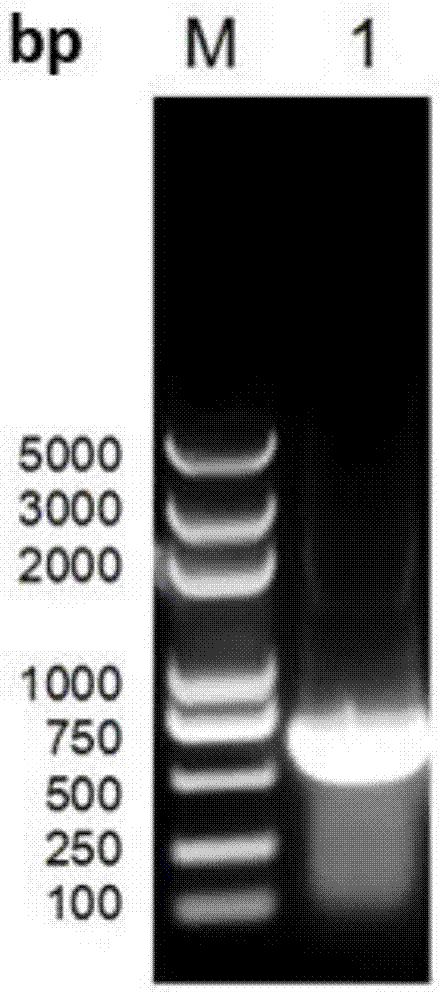 Recombinant protein encoded by Eimeria tenella surface antigen gene SAG6, and applications thereof