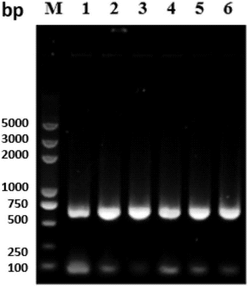 Recombinant protein encoded by Eimeria tenella surface antigen gene SAG6, and applications thereof