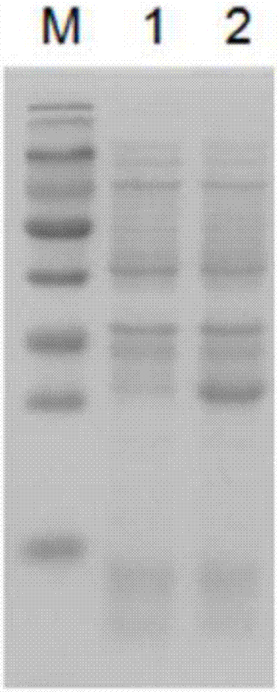 Recombinant protein encoded by Eimeria tenella surface antigen gene SAG6, and applications thereof