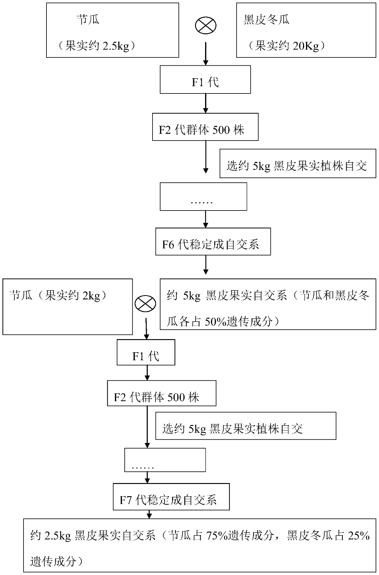 A secondary pedigree selection method for winter melon peel black and fruit size