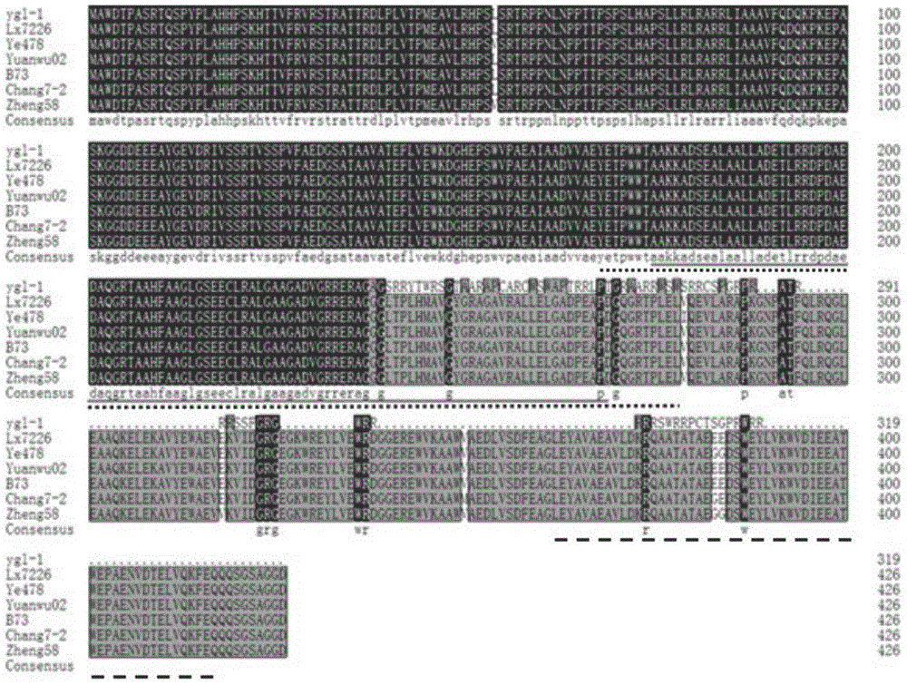 Maize yellow-green leaf gene ygl-1, and coded protein and application thereof