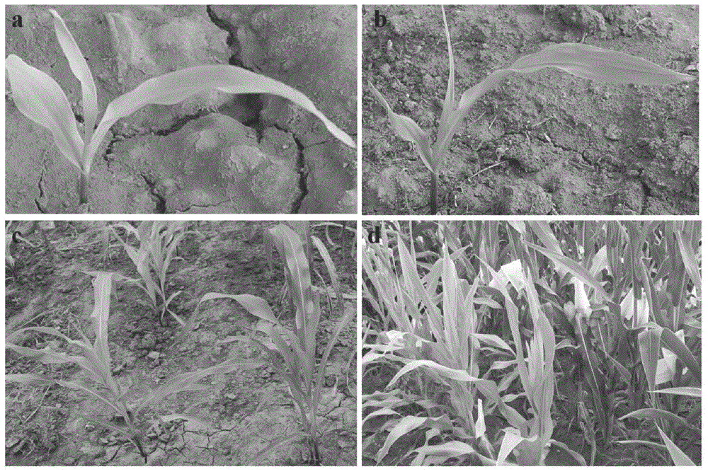 Maize yellow-green leaf gene ygl-1, and coded protein and application thereof