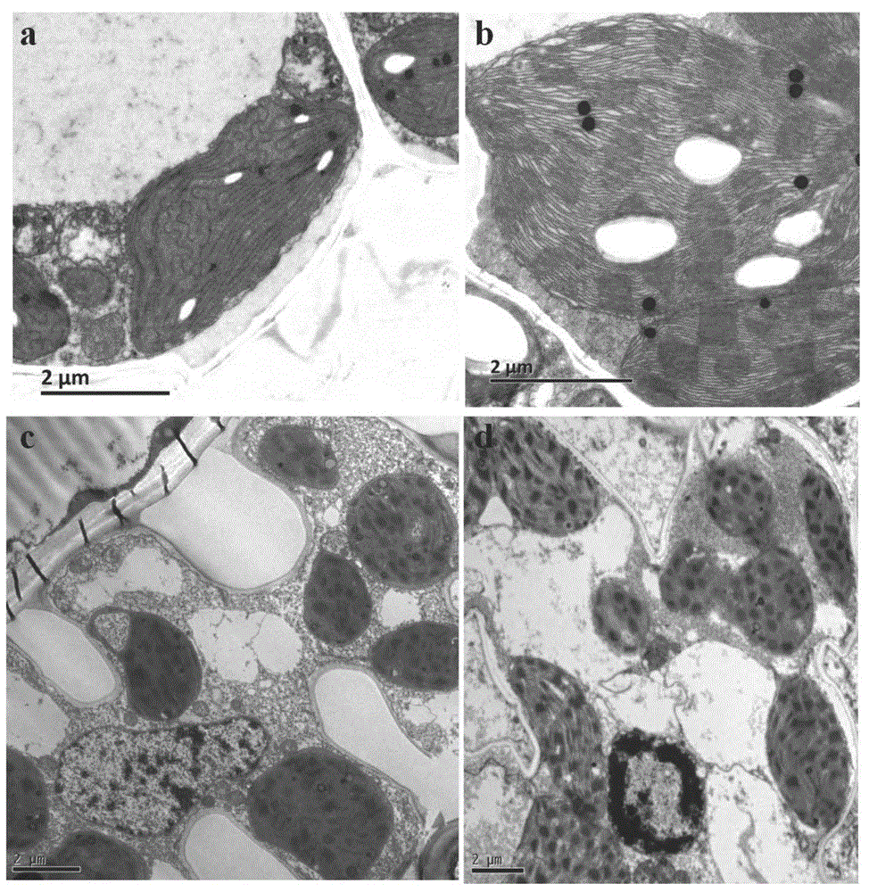 Maize yellow-green leaf gene ygl-1, and coded protein and application thereof