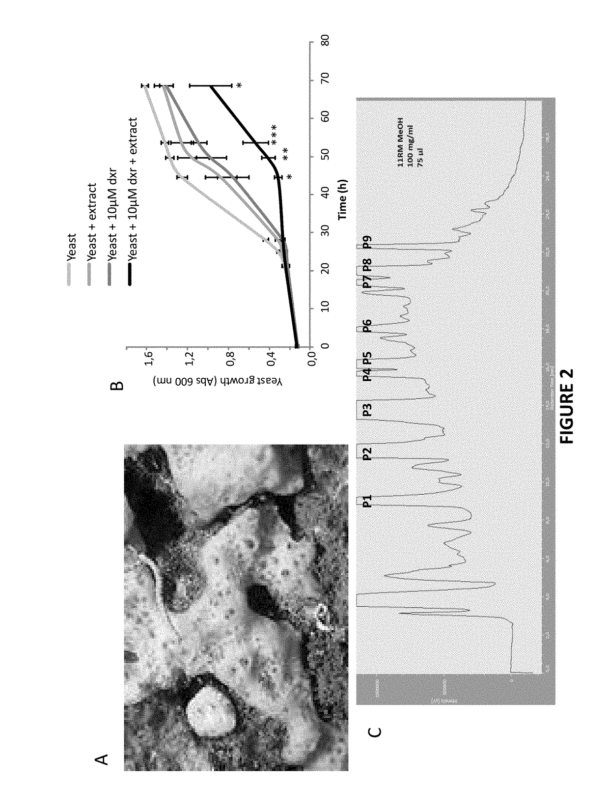 Panicein compounds, compositions and uses thereof