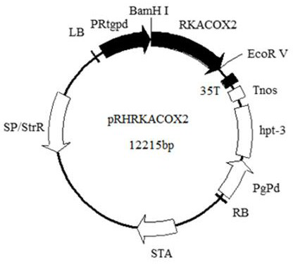 Acyl coenzyme A oxidase 2 gene RKACOX2 and application thereof