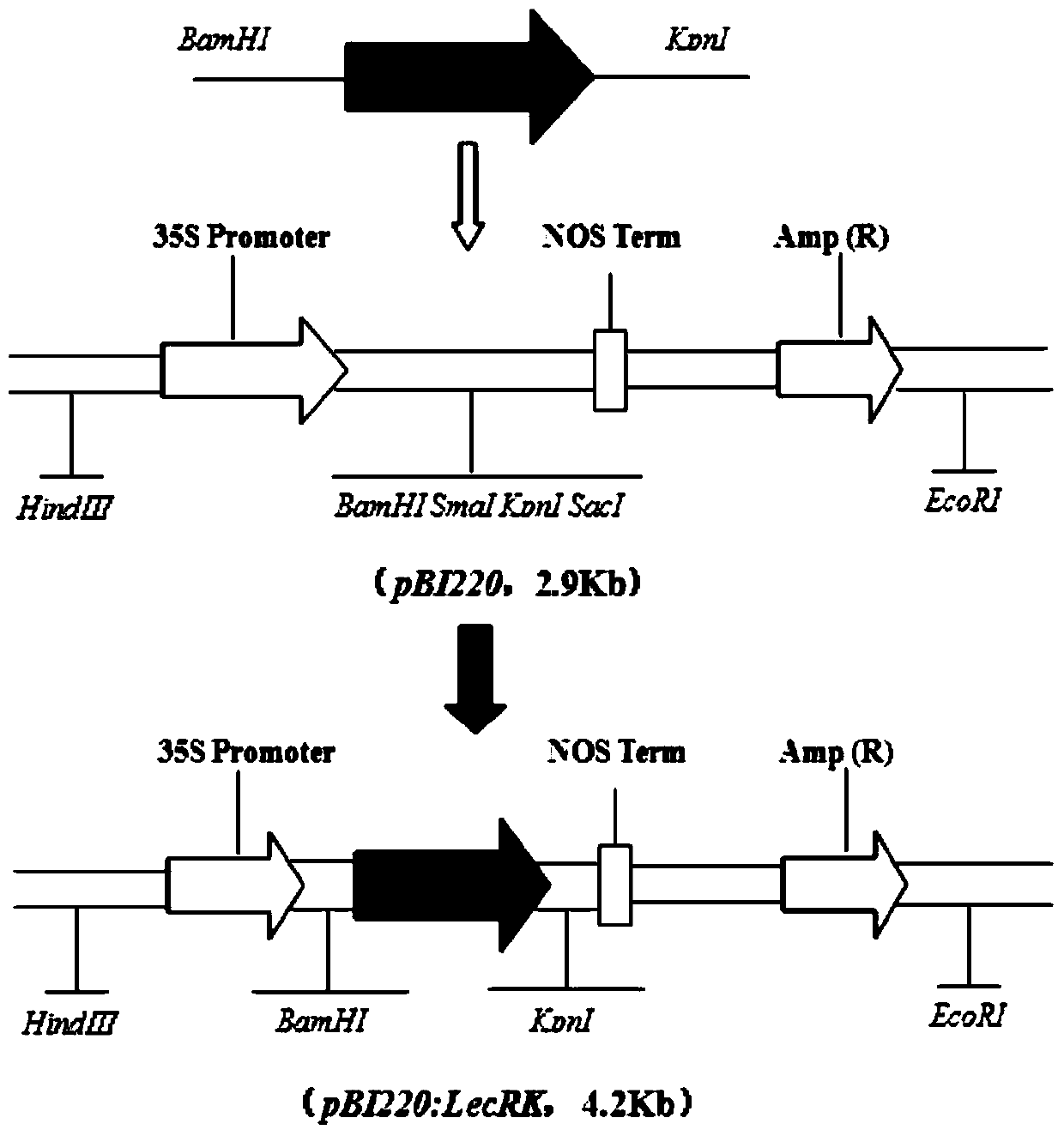 A tufted wheat lectin receptor kinase gene and its expression vector and application