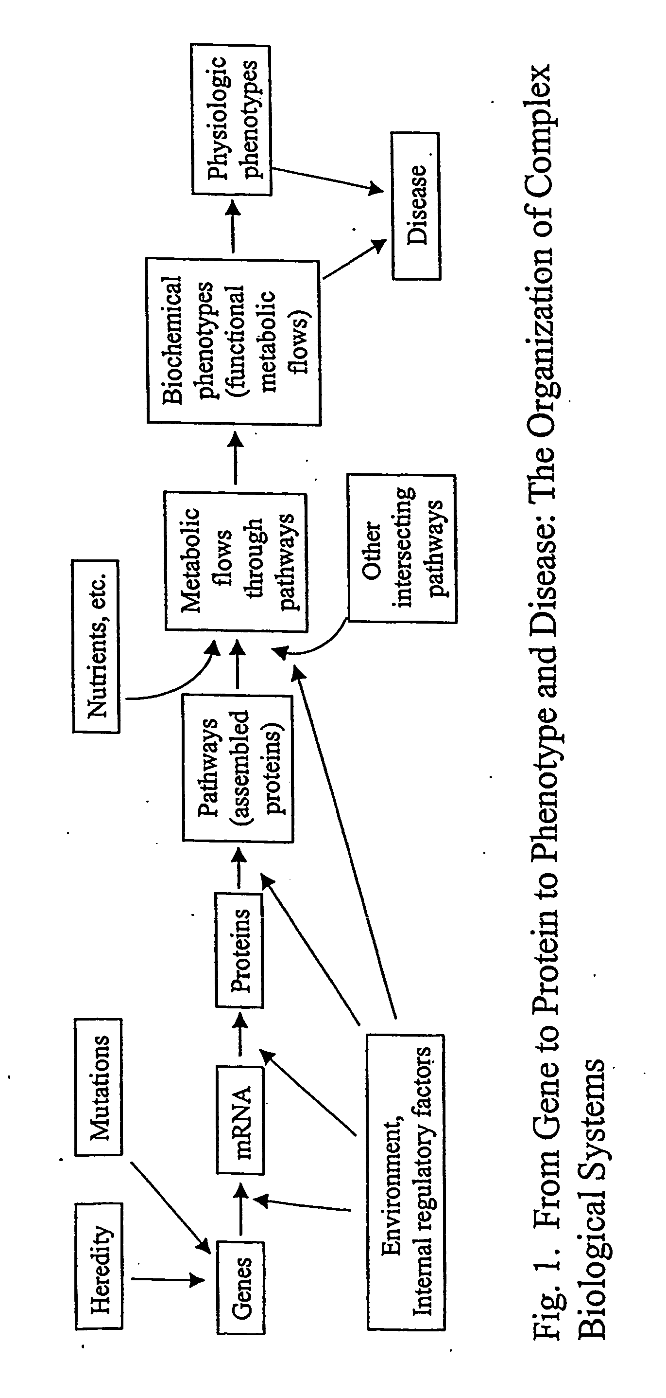 Method for automated, large-scale measurement of the molecular flux rates of the proteome or the organeome using mass spectrometry