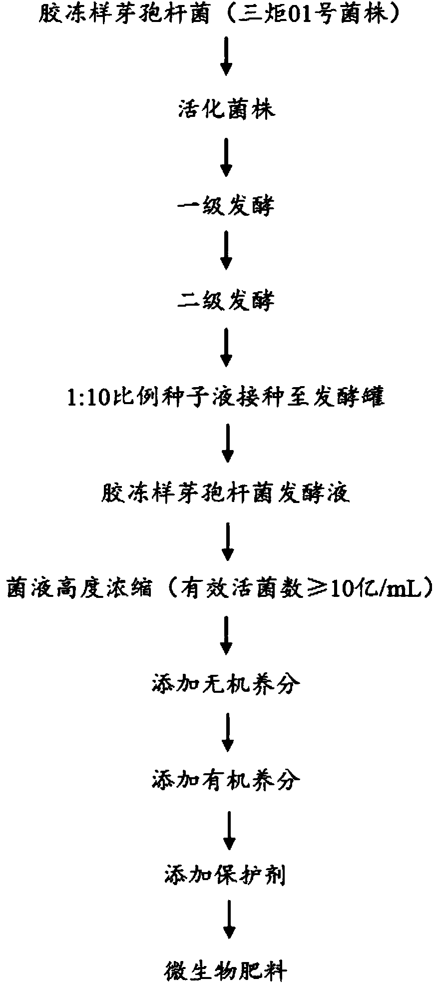 Concentrated microbial agent of bacillus mucilaginosus and preparation method and application thereof