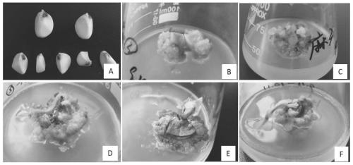 Method for obtaining regenerated plants from common camellia oleifera in somatic embryogenesis mode