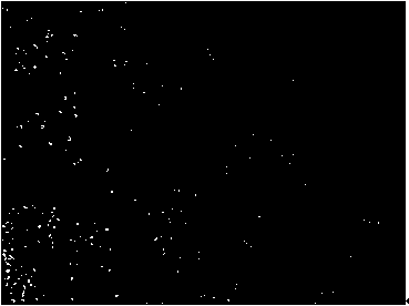 Human laryngeal epithelium cancer cell as well as preparation method and application thereof