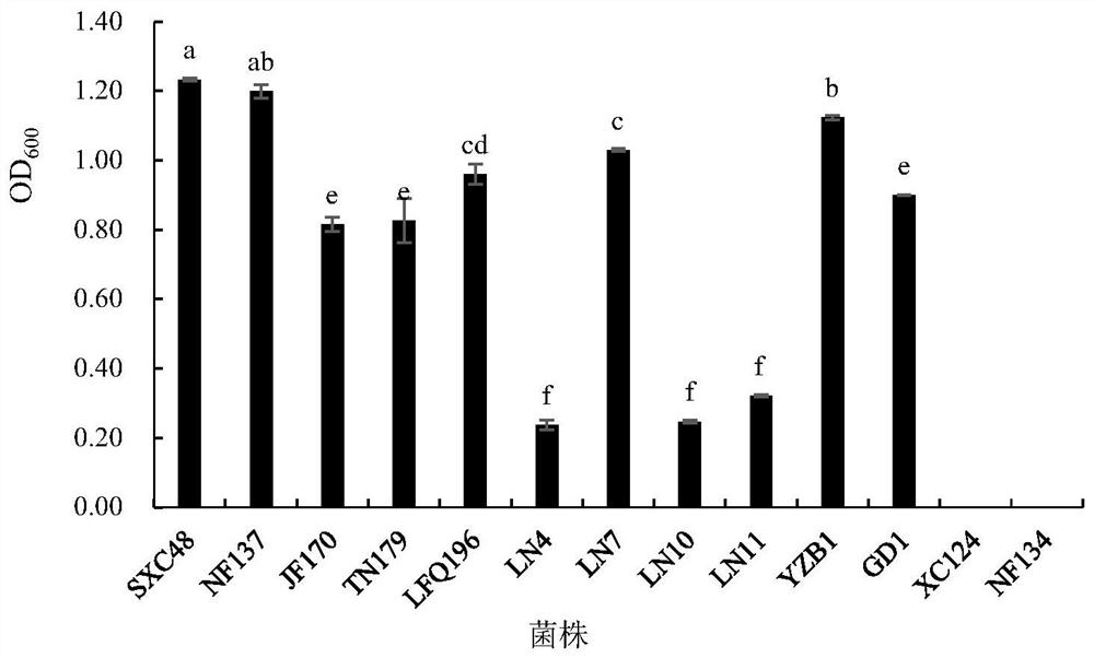 Oxygen-resistant lactobacillus plantarum and application thereof