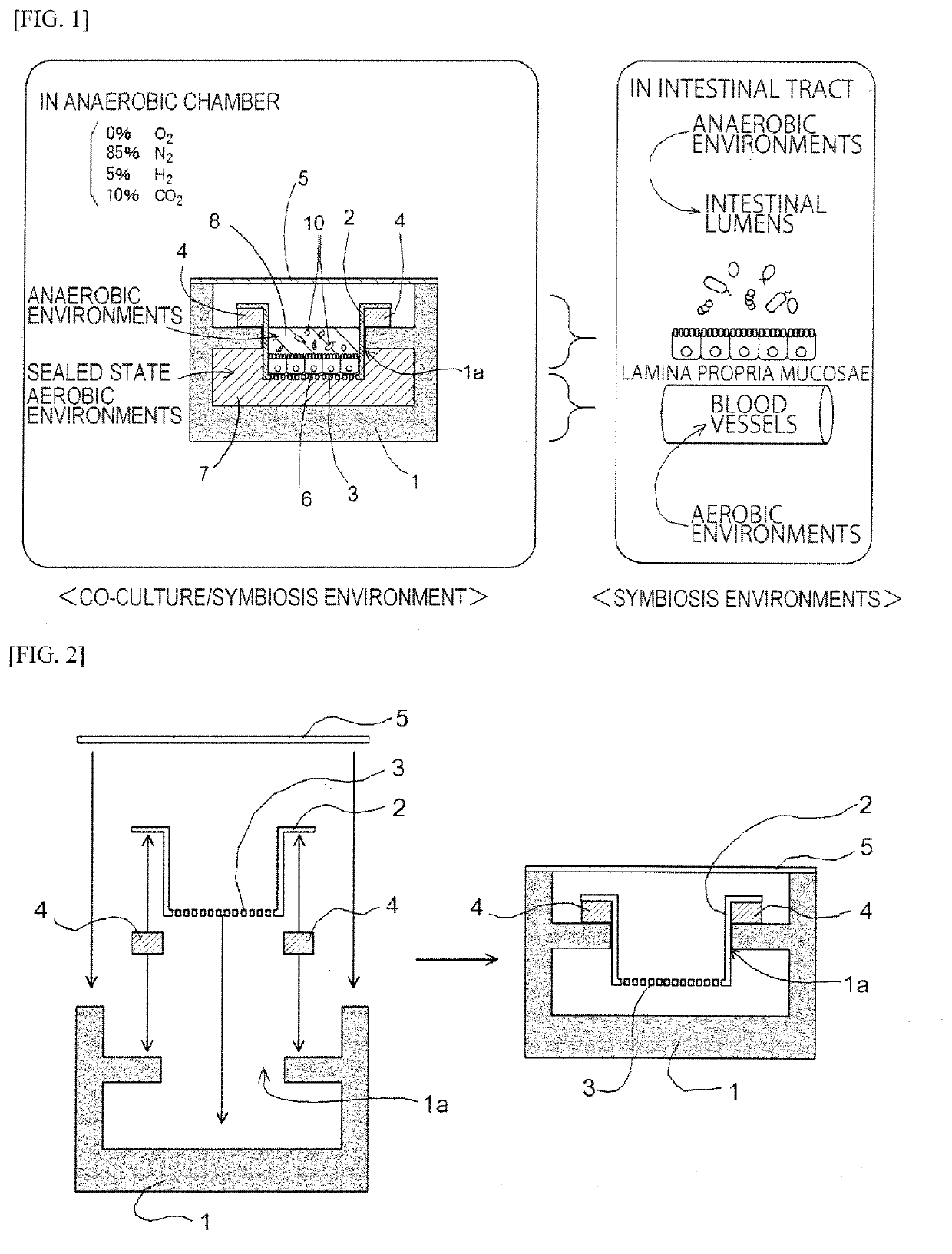 Co-Culture Device and Co-Culture Method for Bacterium Such as Anaerobic Bacterium and Epithelial Cells