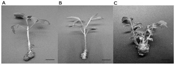 One-step method rooting and transplanting technology for tissue culture seedlings of Fraxinus mandshurica