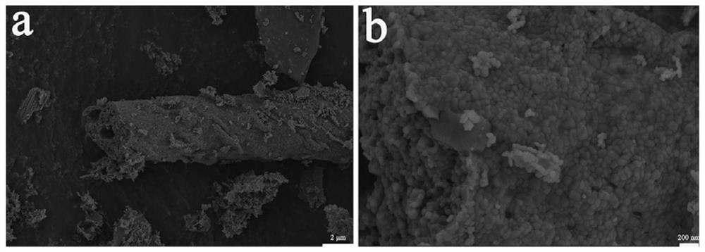 Lithium ion battery negative electrode material and preparation method thereof