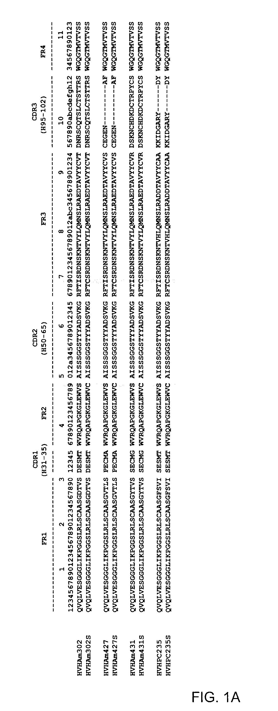 Engineering of immunoglobulin domains