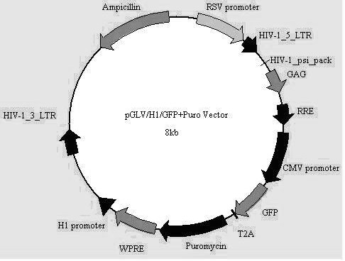 Recombinant lentivirus-based vector for implementing RNA (Ribose Nucleic Acid) interference aiming at FLG (filaggrin) gene and preparation of recombinant lentivirus-based vector