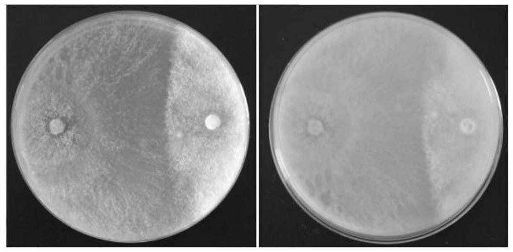 Application of Trichoderma in Resisting Soybean Quarantine Diseases