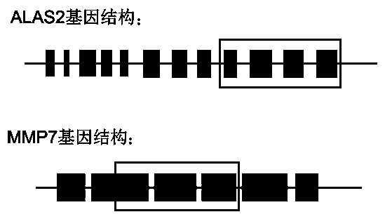 Detection method and application of gene transcription product