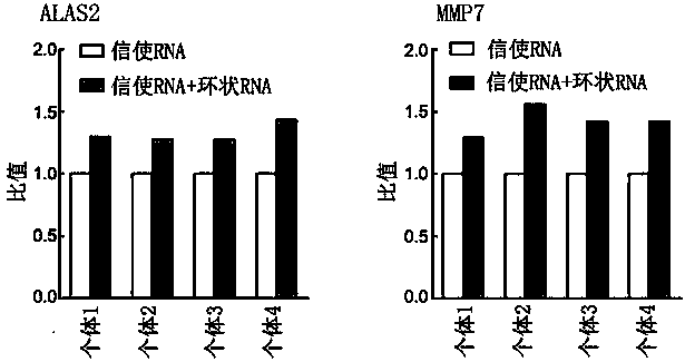 Detection method and application of gene transcription product