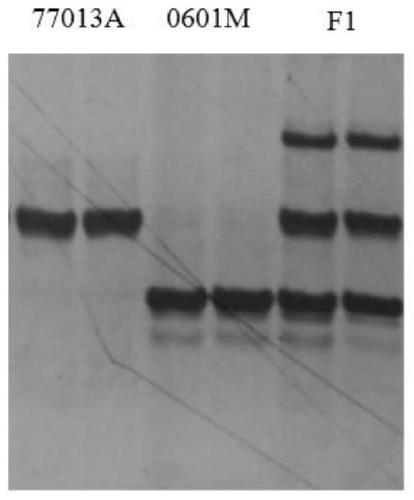 Molecular markers and specific primers and applications for assisting rf gene selection