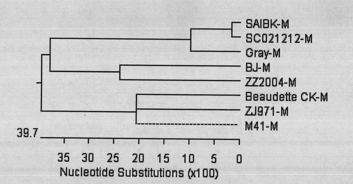 Duck source coronavirus M protein gene and cloning method and application thereof