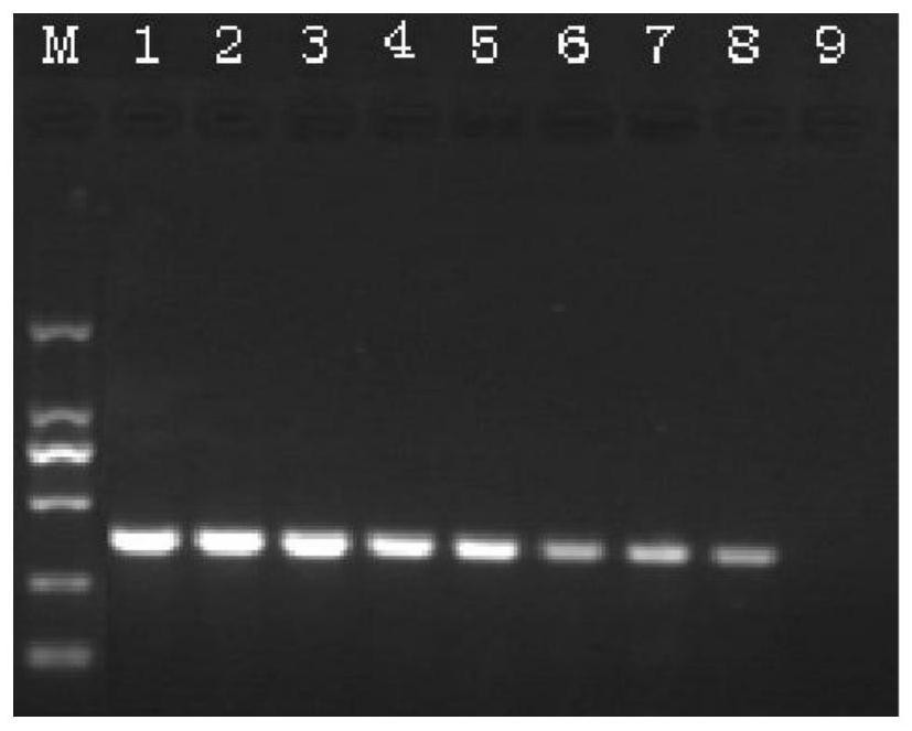 Duplex PCR (polymerase chain reaction) detection method and kit for simultaneously detecting shrimp enterocytozoon hepatopenaei and tetrapod iridovirus 1