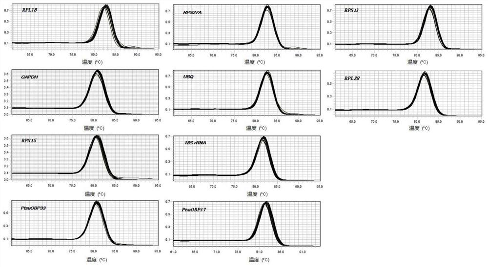 Fluorescent quantitative internal reference genes and their primers and applications in different tissues of Cinnamomum camphorensis