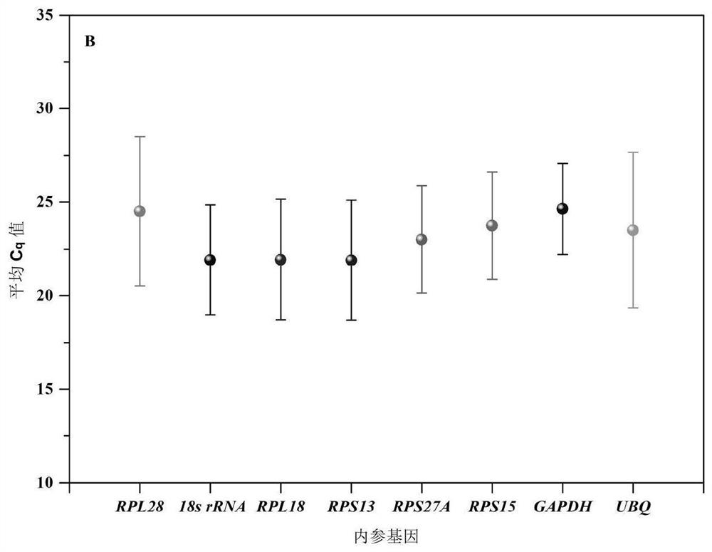 Fluorescent quantitative internal reference genes and their primers and applications in different tissues of Cinnamomum camphorensis