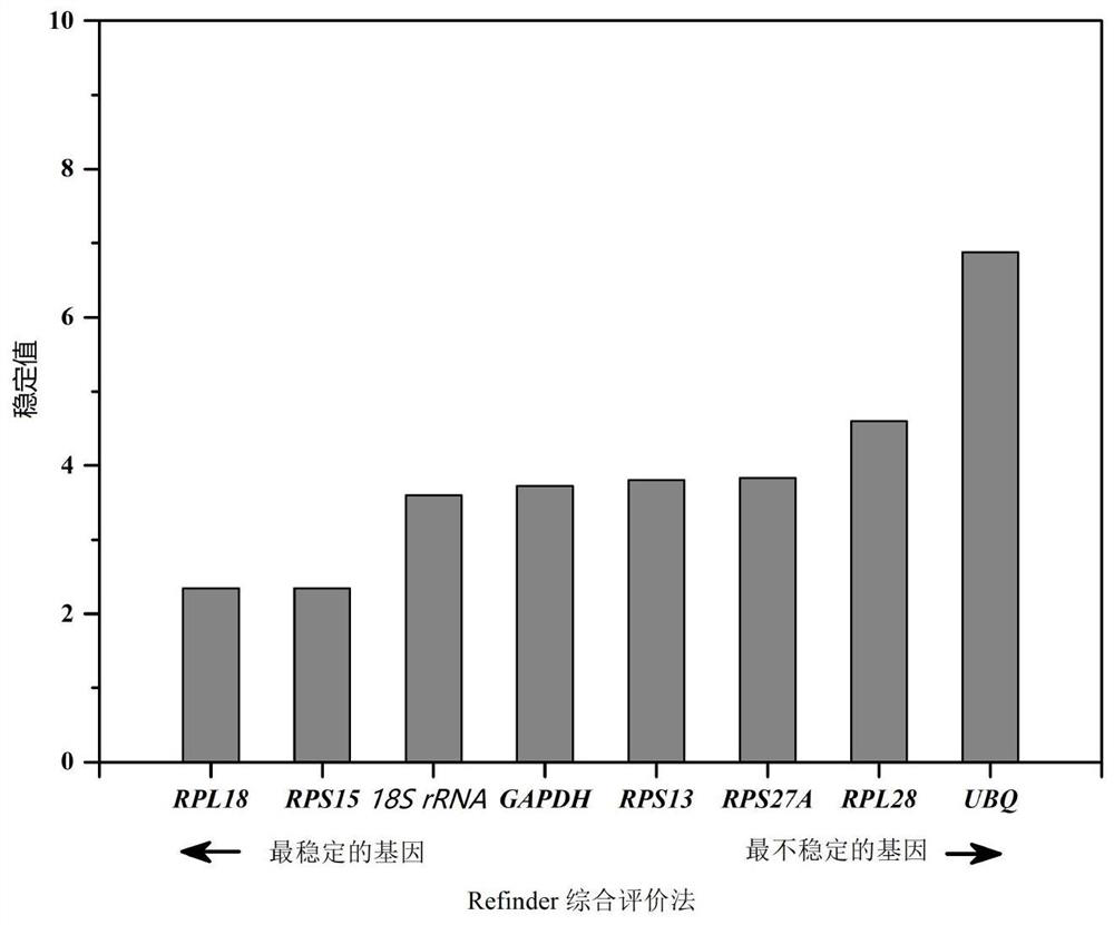 Fluorescent quantitative internal reference genes and their primers and applications in different tissues of Cinnamomum camphorensis