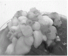Somatic embryo rapid propagation and seedling growing method for camellia chekiangoleosa
