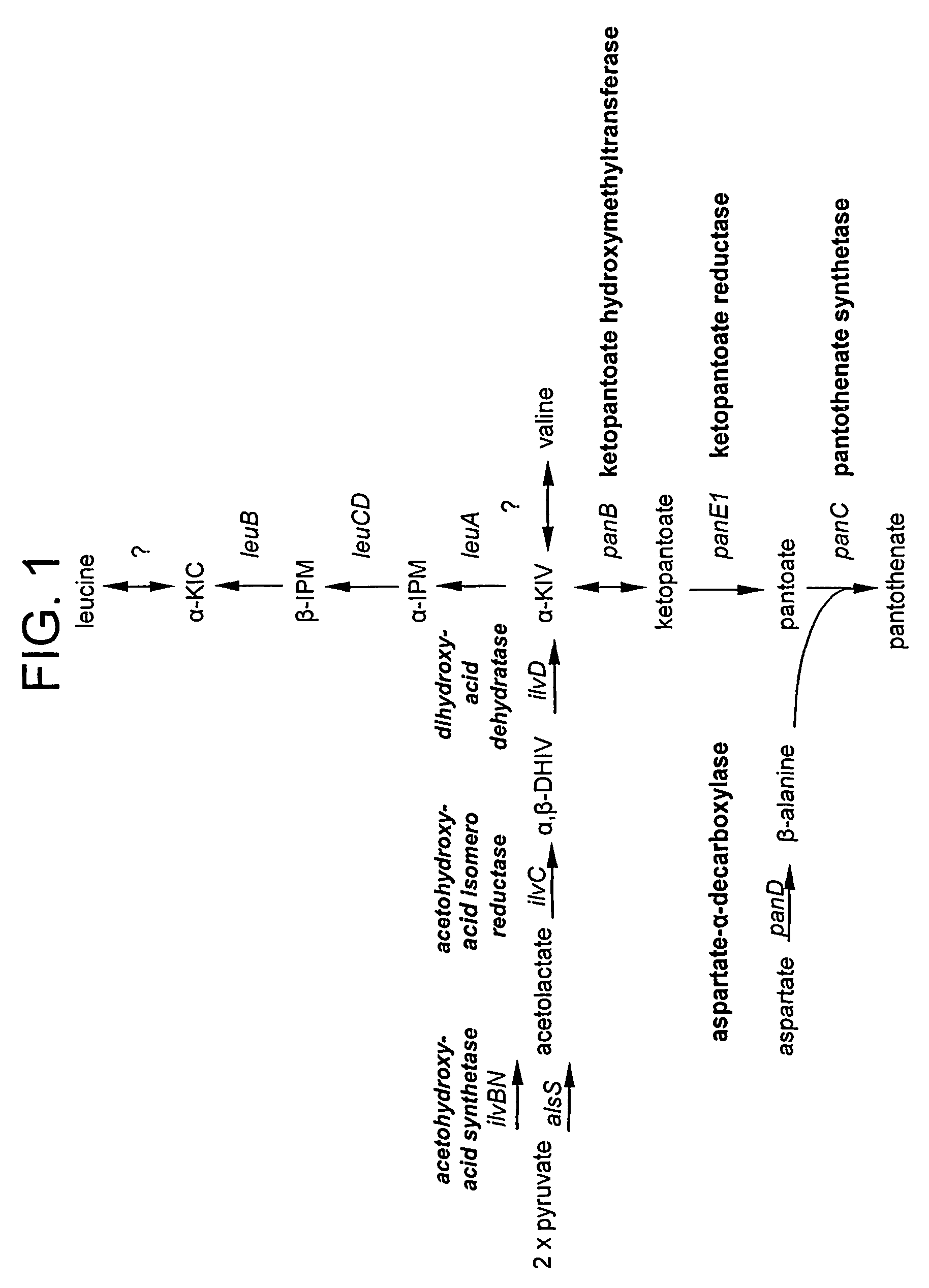 Microorganisms and processes for enhanced production of pantothenate
