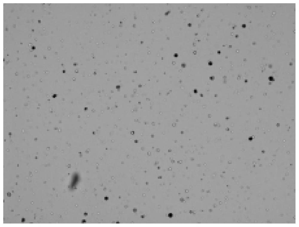 Single cell separation method of Aurelia coerulea polyps