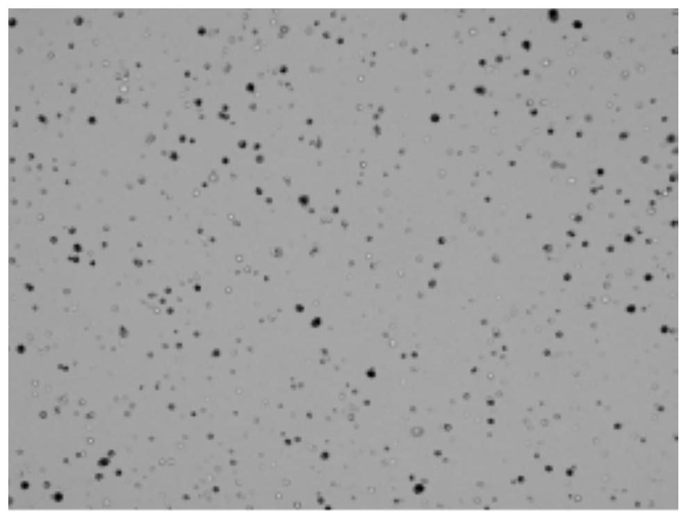 Single cell separation method of Aurelia coerulea polyps