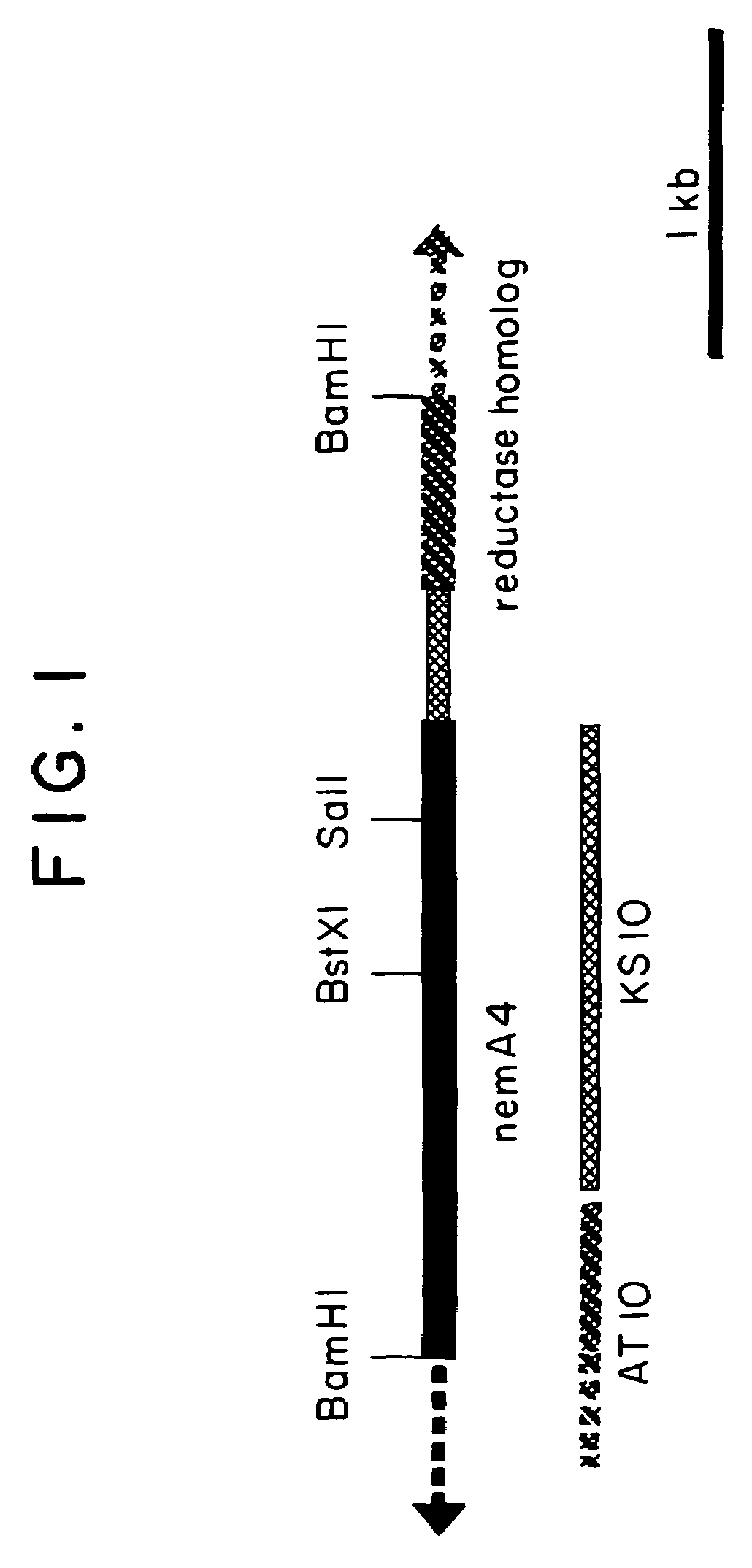 Strain belonging to the genus Streptomyces and being capable of producing nemadictin and process for producing nemadictin using the strain