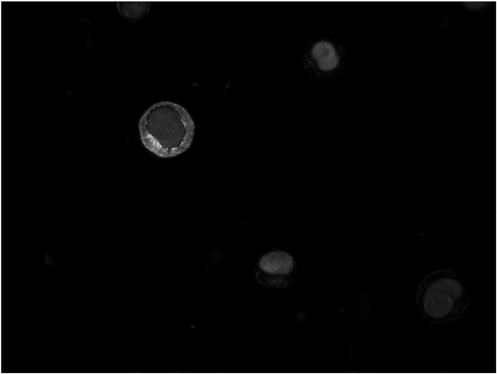 CD20 antibody immunomagnetic bead and preparation method thereof