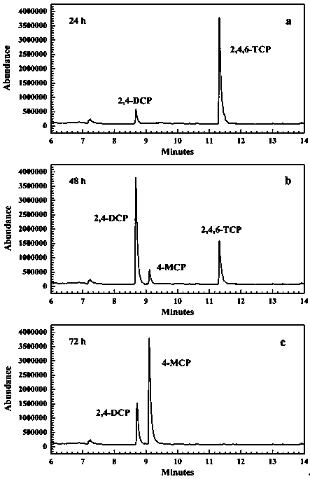 Efficient 2, 4, 6-trichlorophenol degrading bacterial strain and separation method thereof