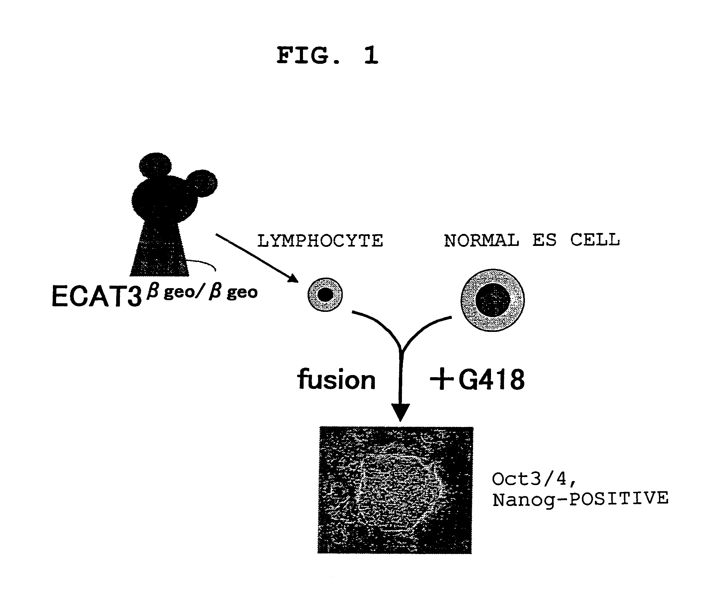 Screening method for somatic cell nuclear reprogramming substance affecting ECAT2 and ECAT3