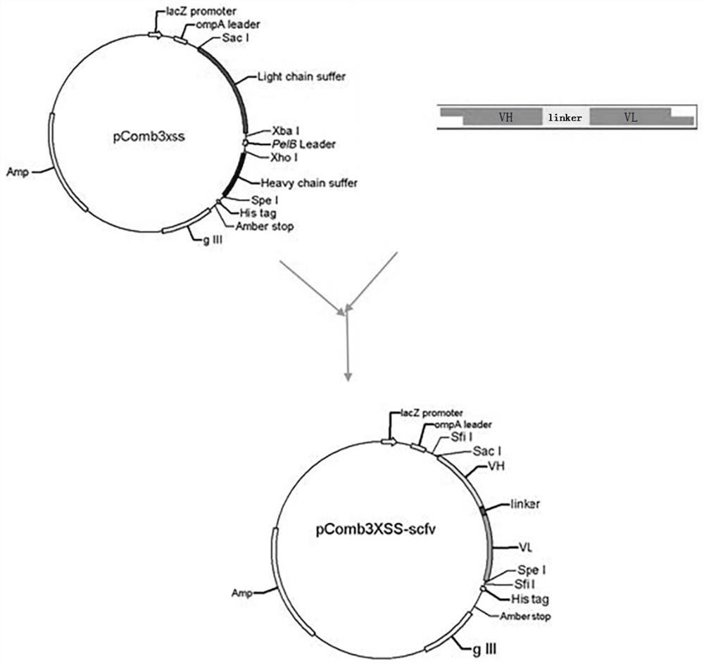 A single-chain antibody that directly recognizes 3-amino-5-morpholinomethyl-2-oxazolidinone and its preparation method and application