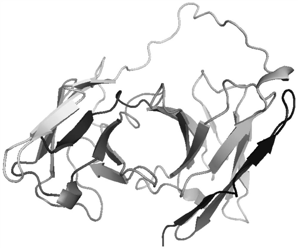 A single-chain antibody that directly recognizes 3-amino-5-morpholinomethyl-2-oxazolidinone and its preparation method and application