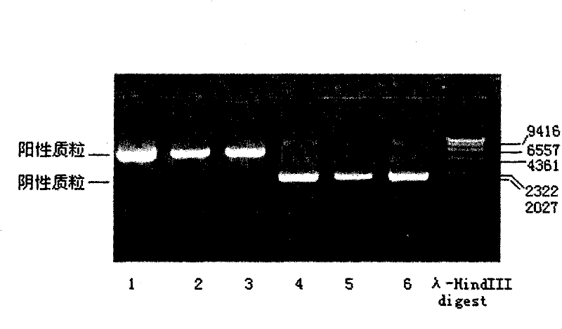 Human leukocyte antigen HLA-A gene sequencing and typing method