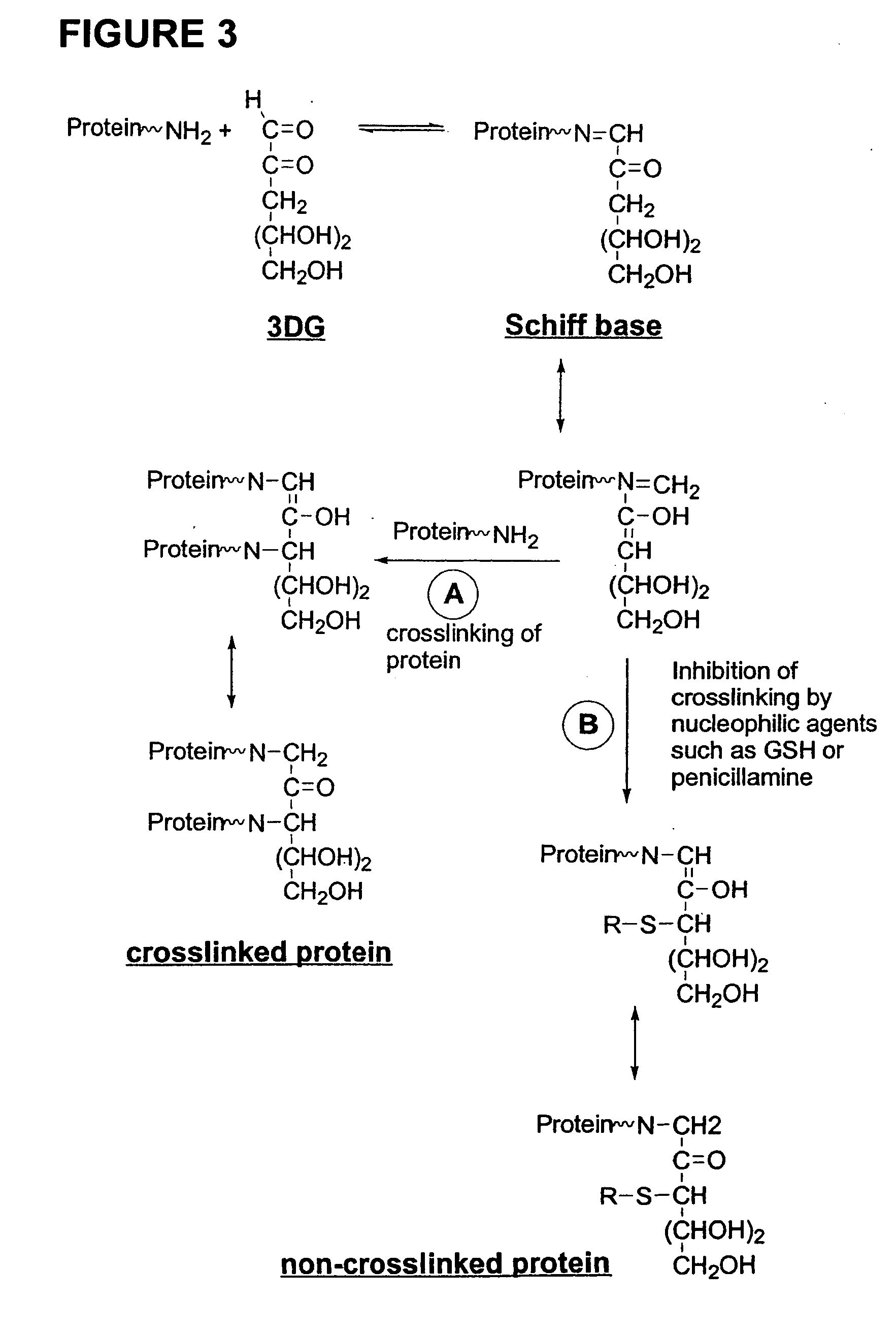Dermal delivery of n-methyl-glucamine and n-methyl-glucamine compounds
