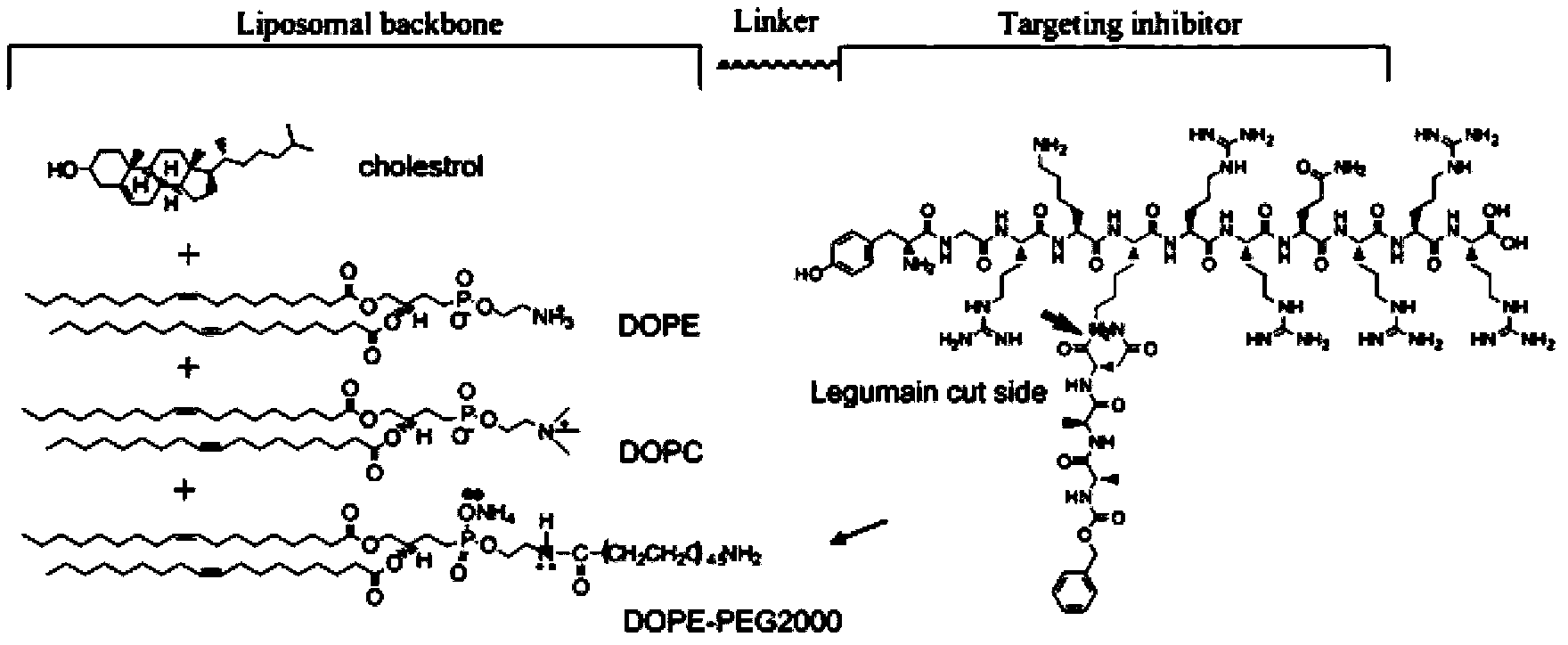 Nano particle carrier having tumor and tumor-associated macrophage targeting multiple functions and preparation thereof