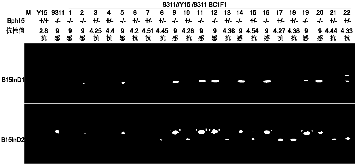 Specific codominant molecular marker for brown planthopper resistant genes Bph15 of rice and application thereof