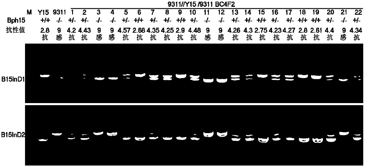 Specific codominant molecular marker for brown planthopper resistant genes Bph15 of rice and application thereof