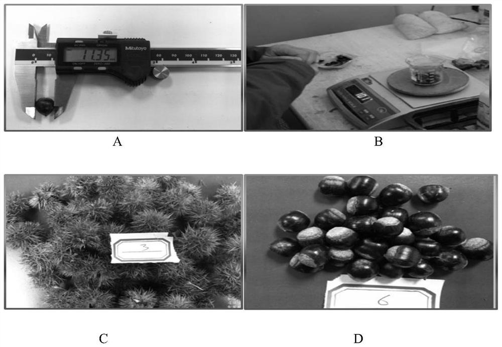 A kind of method and application of rapid establishment of seed orchard of red cone clone