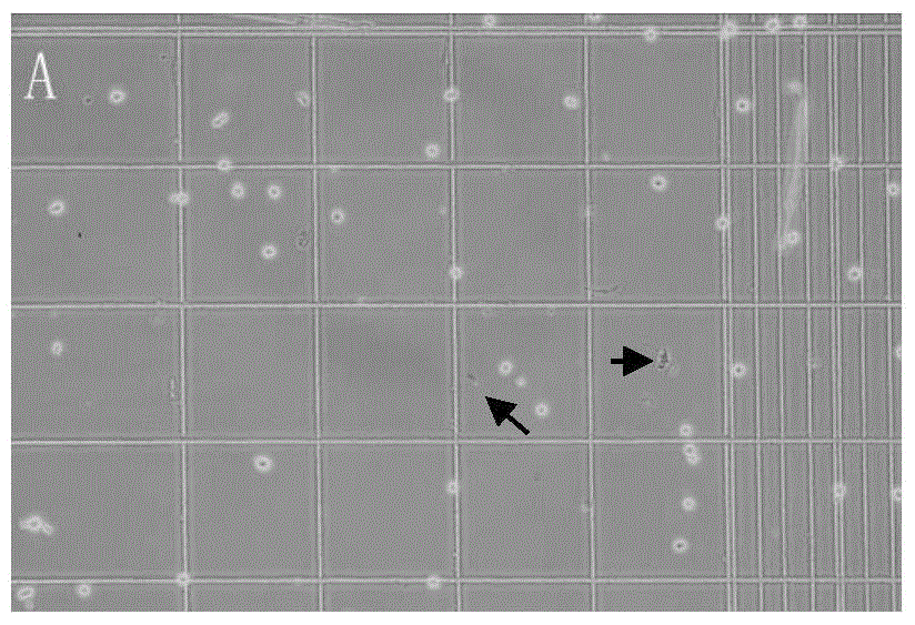 Preparation method of subtotipotent stem cells