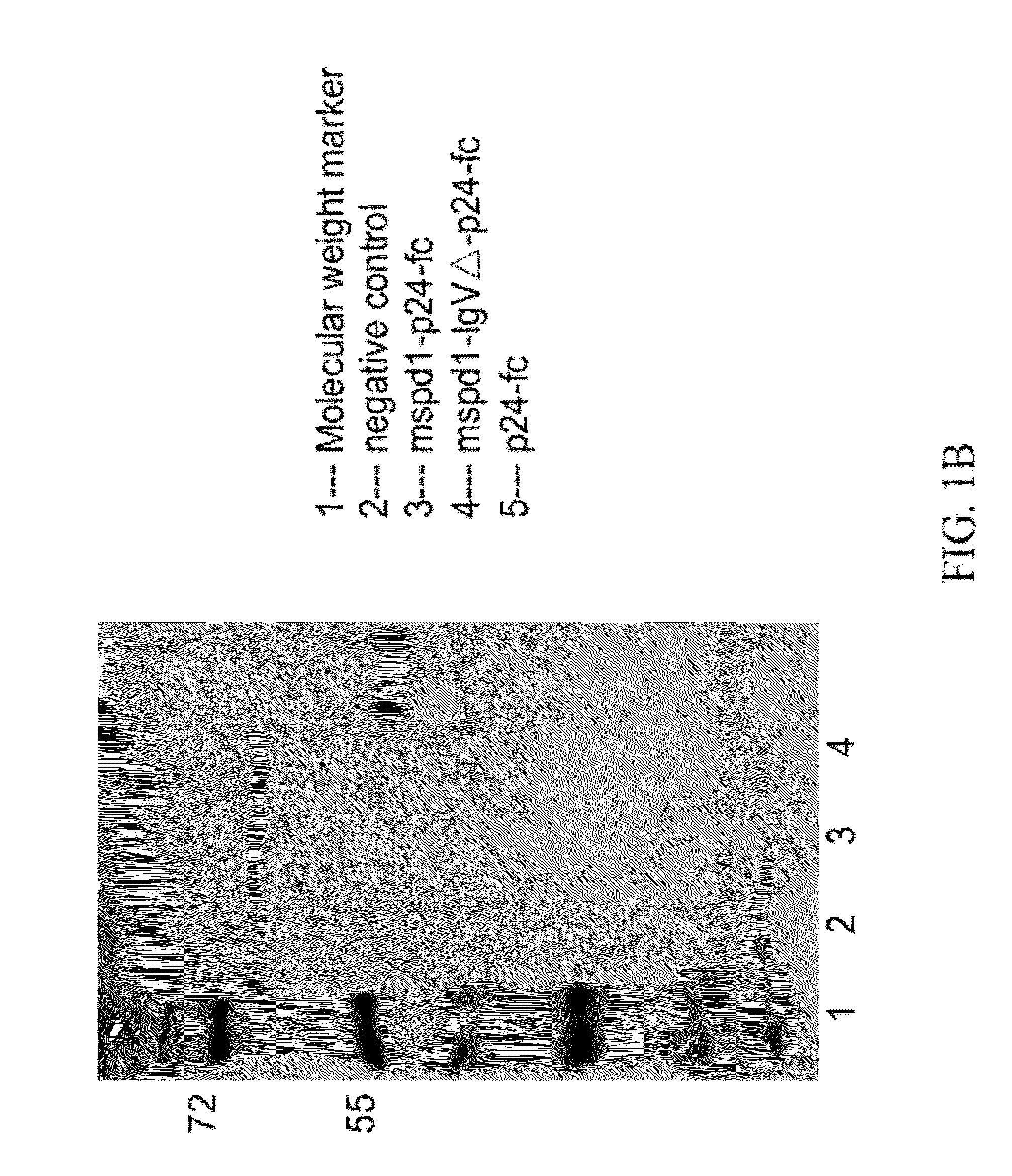 Soluble pd-1 variants, fusion constructs, and uses thereof