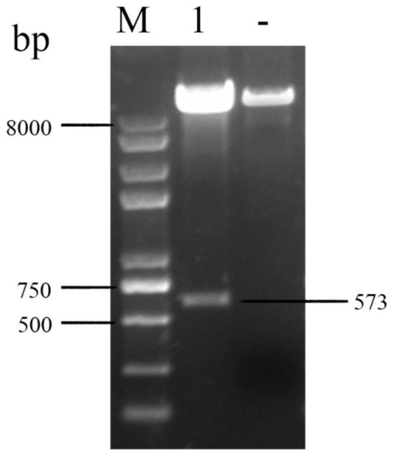 Pig ω7 interferon mutant and its preparation method and application