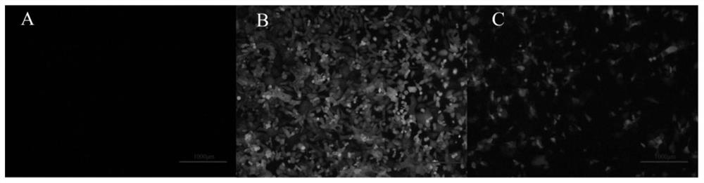 Pig ω7 interferon mutant and its preparation method and application